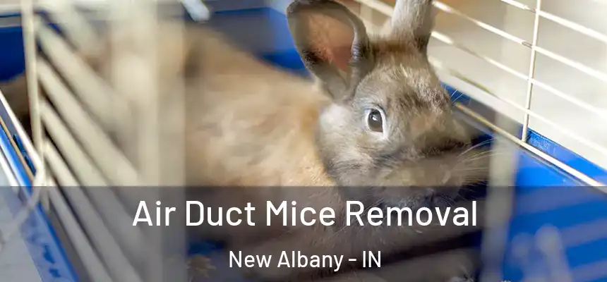  Air Duct Mice Removal New Albany - IN